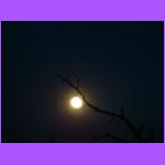 Moon Through the Trees 2.jpg